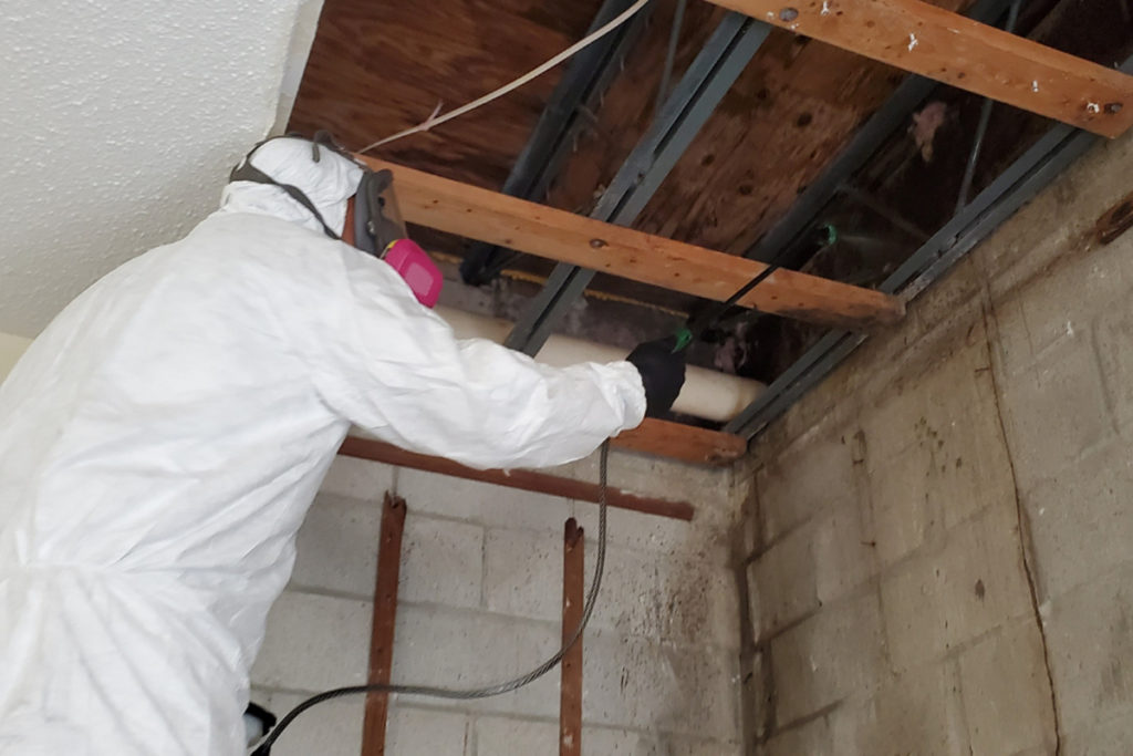 Mold 2 Mold Removal Service Orlando FL