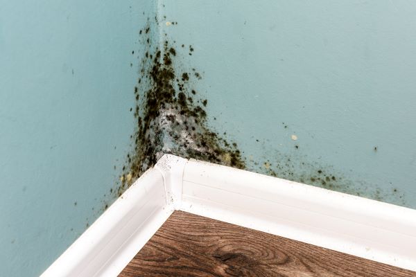 Mold 1 Mold Remediation Services Orlando FL
