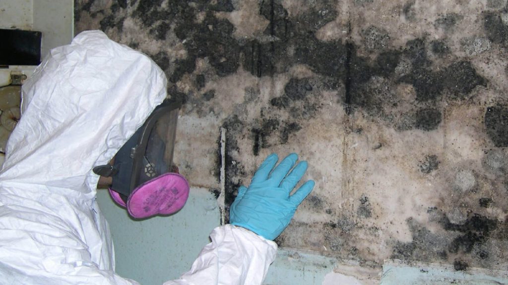mold remediation services